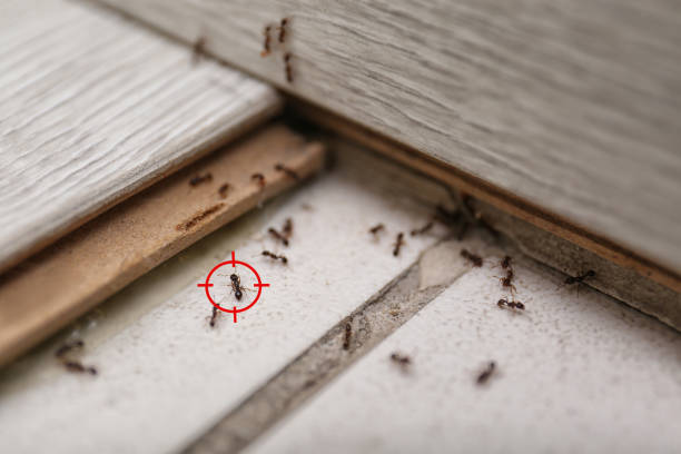 Best Pest Control Near Me in Bound Brook, NJ